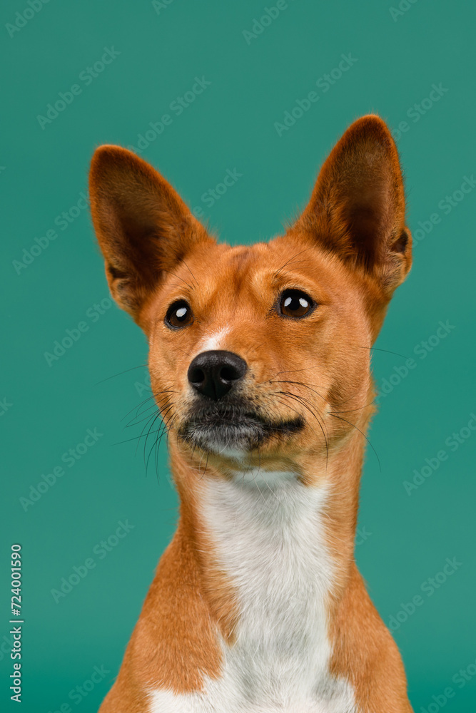 Portrait of a Basenji dog in the studio with a green background Portrait of a Basenji dog in the studio with a green background