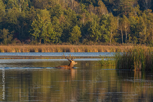 Jeleń płynący w jeziorze © KoLesfot