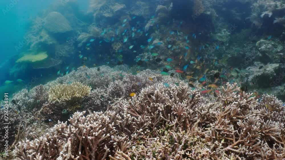 Small coloured fish, anthias, chromis, butterflyfish, over the Coral Reef in Gorgeous views in the Komodo Archipelago in Indonesia Small coloured fish, anthias, chromis, butterflyfish, over the Coral Reef in Gorgeous views in the Komodo Archipelago in Indonesia