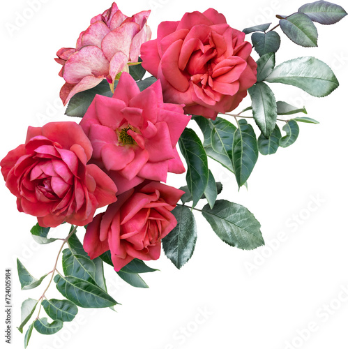 Fototapeta Naklejka Na Ścianę i Meble -  Red roses isolated on a transparent background. Png file.  Floral arrangement, bouquet of garden flowers. Can be used for invitations, greeting, wedding card.
