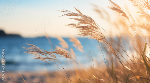 Dry grass in the field with seaside view  stalks blowing in the wind and sunset on summer day