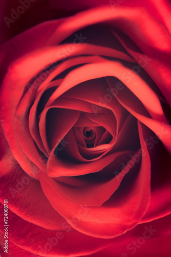 An extreme close up of a red rose flower with a tiny heart shaped icon at the centre. A Valentine's Day concept background.