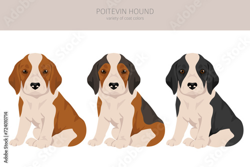 Poitevin Hound puppy clipart. All coat colors set. All dog breeds characteristics infographic