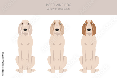 Porcelaine dog clipart. Different poses, coat colors set
