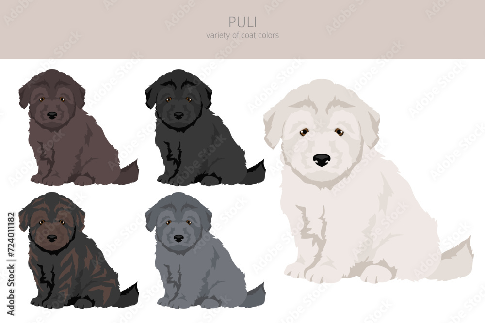 Puli puppies clipart. Different poses, coat colors set