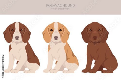 Posavac Hound puppy clipart. All coat colors set.  All dog breeds characteristics infographic