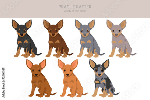 Prague Ratter puppy clipart. All coat colors set.  All dog breeds characteristics infographic