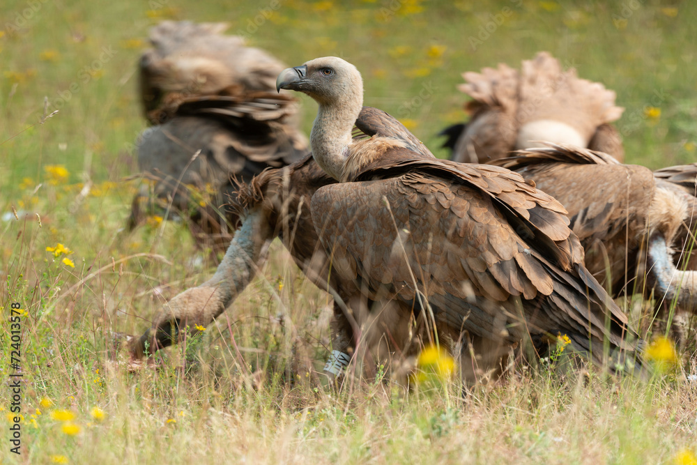 Fototapeta premium Vautour fauve,.Gyps fulvus, Griffon Vulture, Parc naturel régional des grands causses 48, Lozere, France