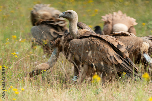 Vautour fauve .Gyps fulvus  Griffon Vulture  Parc naturel r  gional des grands causses 48  Lozere  France