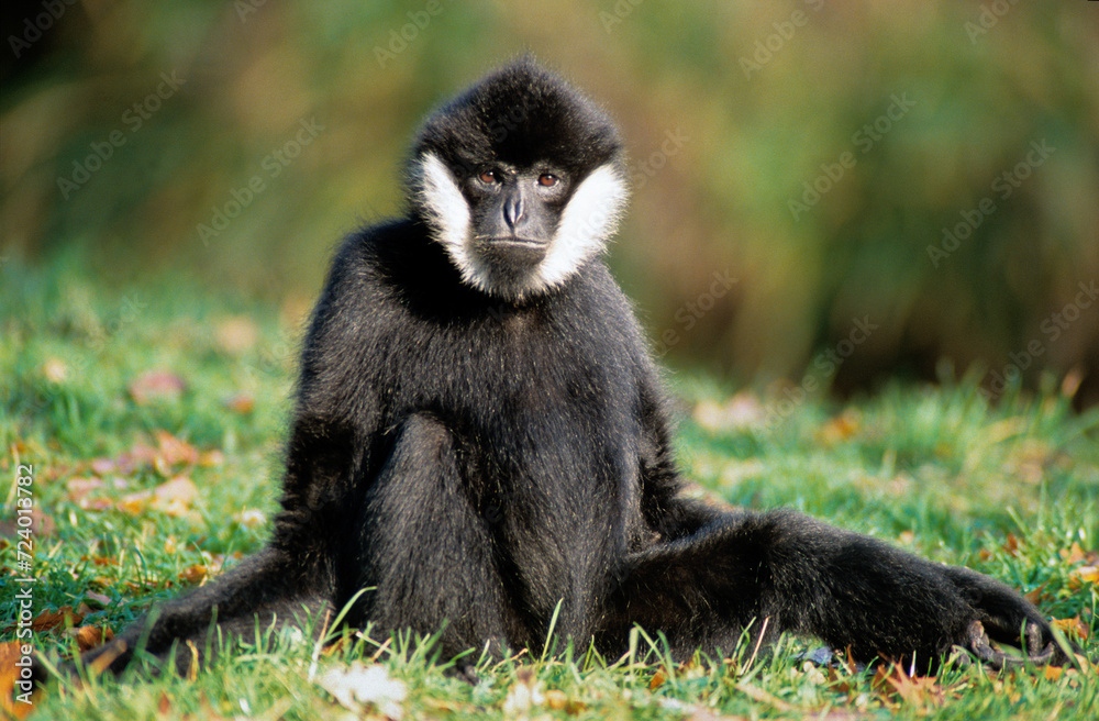 Singe, Gibbon noir, Hylobates concolor