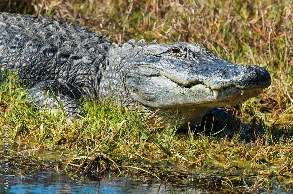 Alligator d'Amérique, Alligator mississippiensis, Parc national des Everglades, Floride, Etats Unis Alligator d'Amérique, Alligator mississippiensis, Parc national des Everglades, Floride, Etats Unis