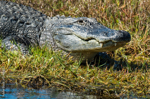 Alligator d'Amérique, Alligator mississippiensis, Parc national des Everglades, Floride, Etats Unis