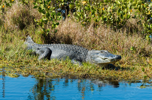 Alligator d'Amérique, Alligator mississippiensis, Parc national des Everglades, Floride, Etats Unis photo