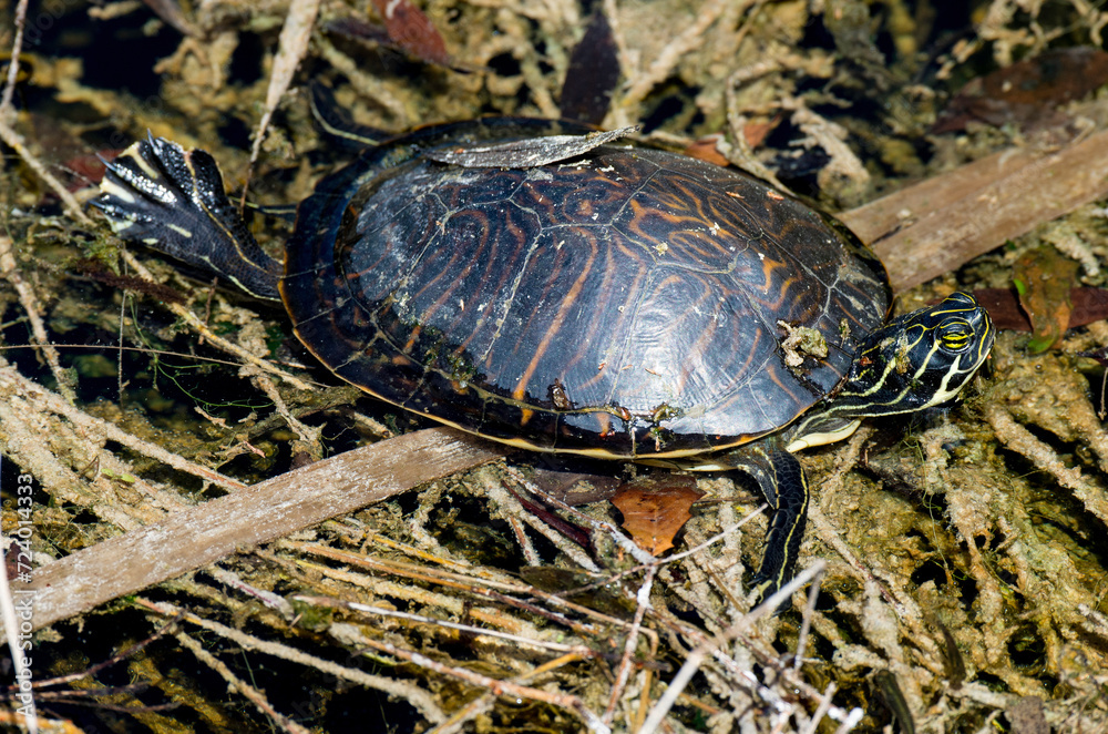 Tortue de Floride, Trachemys scripta elegans Tortue de Floride, Trachemys scripta elegans