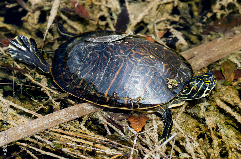 Tortue de Floride, Trachemys scripta elegans Tortue de Floride, Trachemys scripta elegans