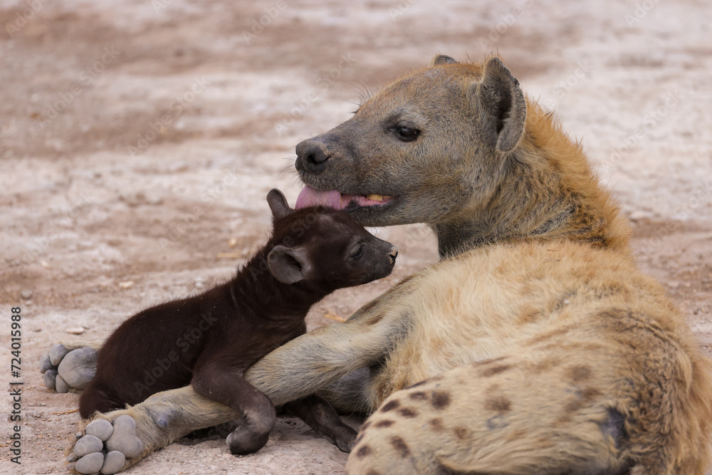 hyena cub with its mother in Amboseli NP hyena cub with its mother in Amboseli NP