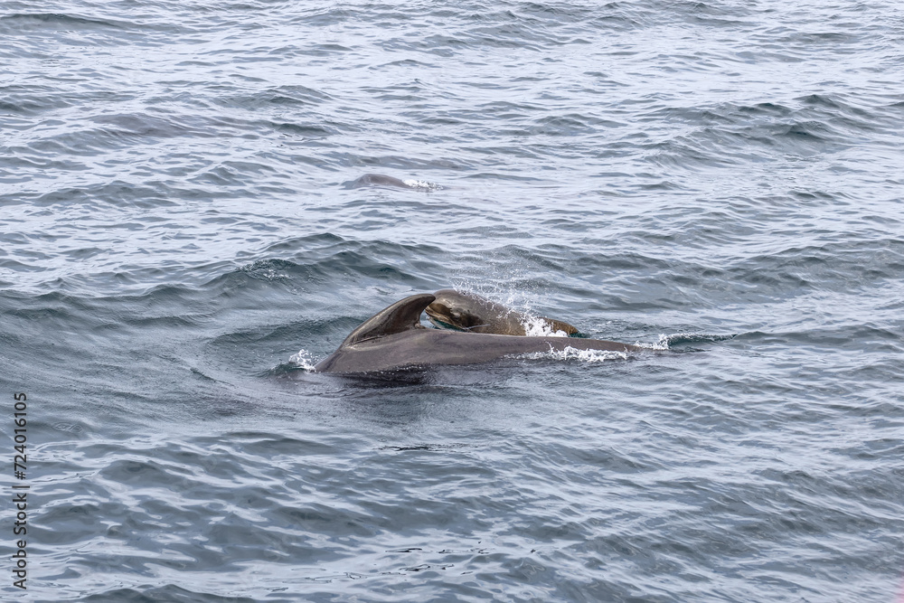 Fototapeta premium In the waters off Andenes, a pilot whale (Globicephala melas) calf stays close to its mother, their movements rippling through the silvery sea. Lofoten Islands, Norway