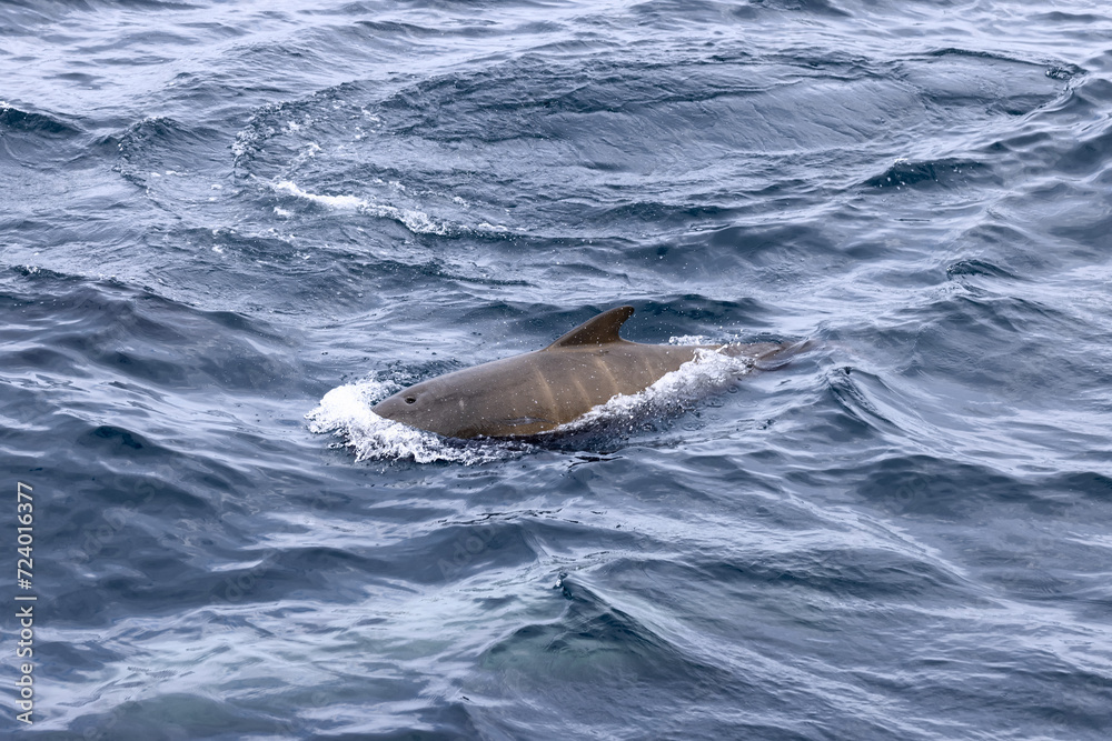 Naklejka premium Off the coast of Lofoten, Norway, a young pilot whale calf breaks the ocean's surface, its dark silhouette a contrast against the swirling sea