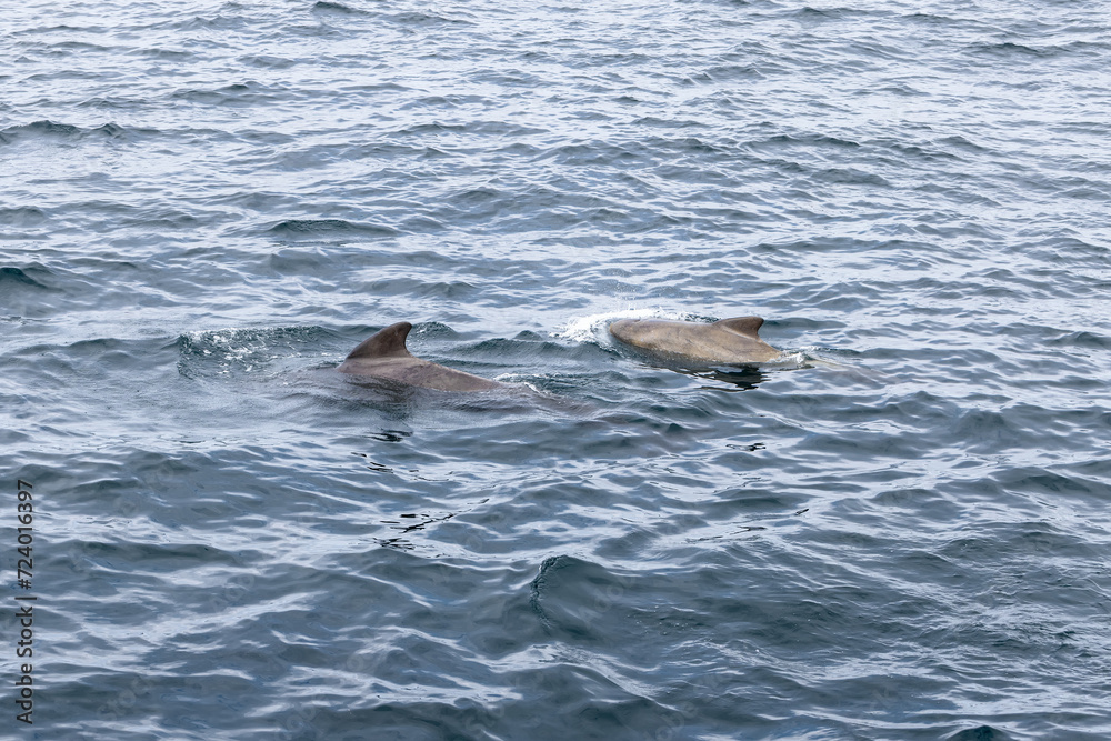 Fototapeta premium A pilot whale calf shadows its vigilant mother amidst the undulating waves of the Norwegian Sea, near the majestic Lofoten Islands