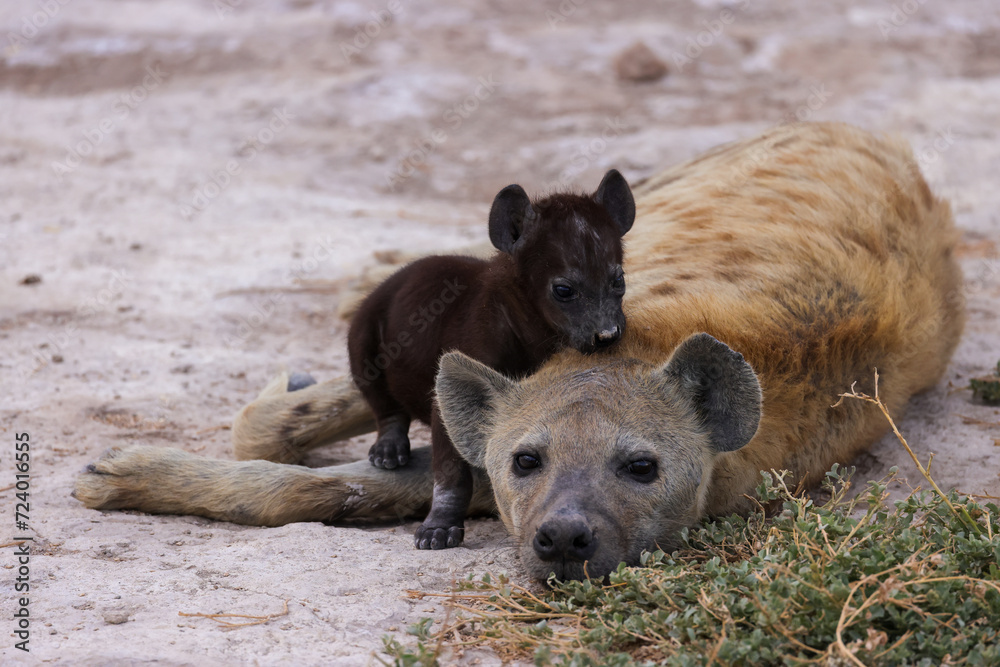 baby hyena with mother in Amboseli NP baby hyena with mother in Amboseli NP