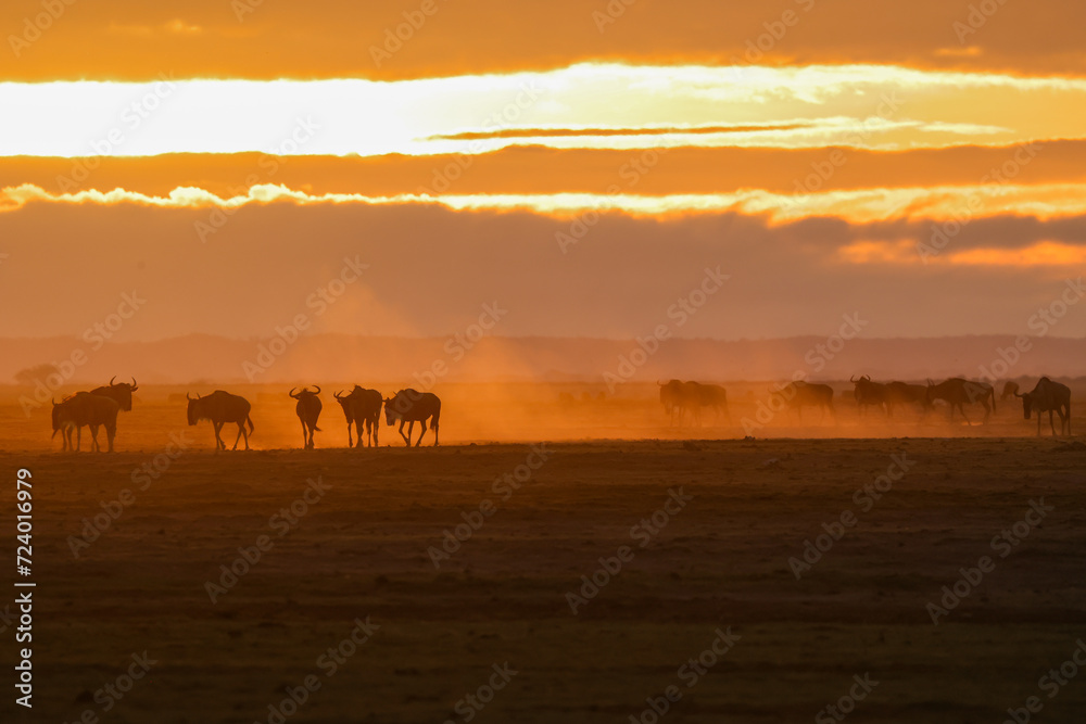 silhouette of migrating wildebeests in the orange morning dust of Amboseli NP