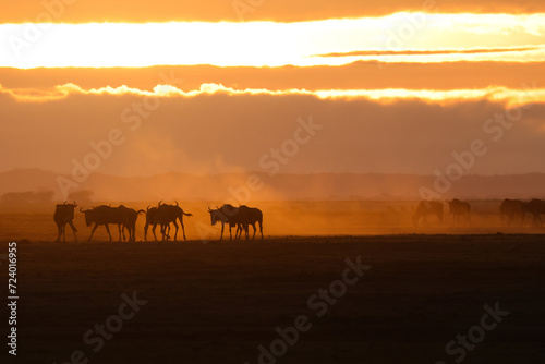 silhouette of migrating wildebeests in the orange morning dust of Amboseli NP