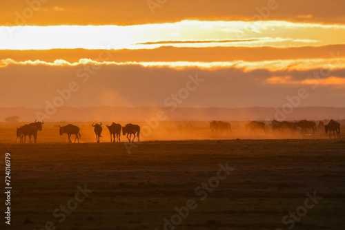 silhouette of migrating wildebeests in the orange morning dust of Amboseli NP © Marcel