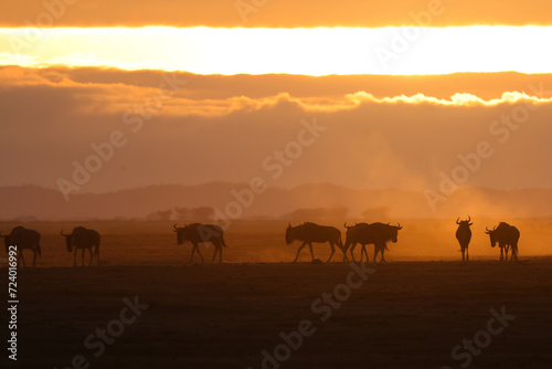 silhouette of migrating wildebeests in the orange morning dust of Amboseli NP © Marcel
