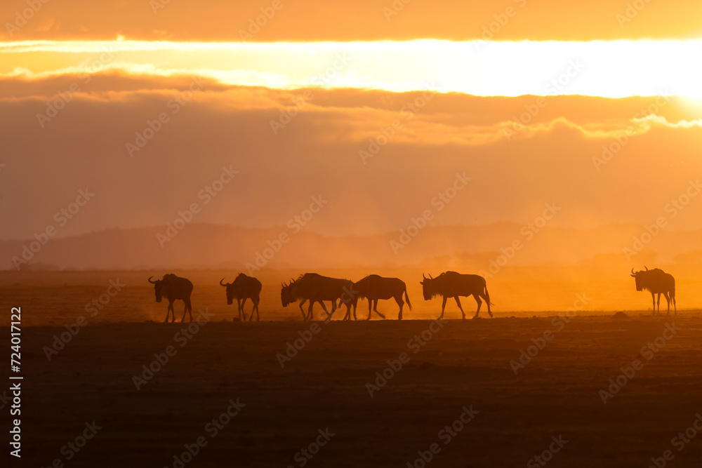 silhouette of a herd of wildebeests at dusty dawn in Amboseli NP