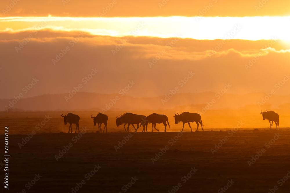 Fototapeta premium silhouette of a herd of wildebeests at dusty dawn in Amboseli NP