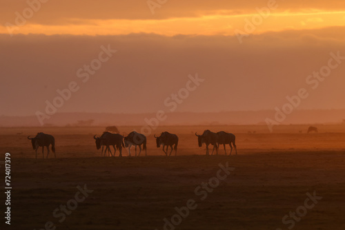 silhouette of a herd of wildebeests at dusty dawn in Amboseli NP © Marcel