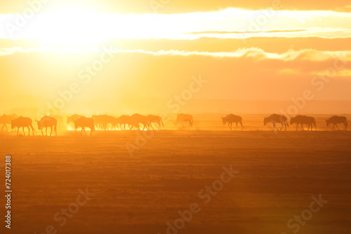 silhouette of a herd of wildebeests at dusty dawn in Amboseli NP © Marcel