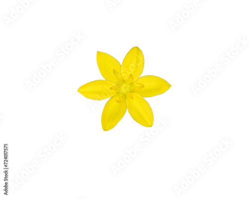Hypoxis hirsuta (Yellow Star-grass) Native North American Wildflower Isolated on White Background