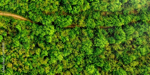 erial video of a forest with very dense and unspoiled trees in a foggy mountain area photo