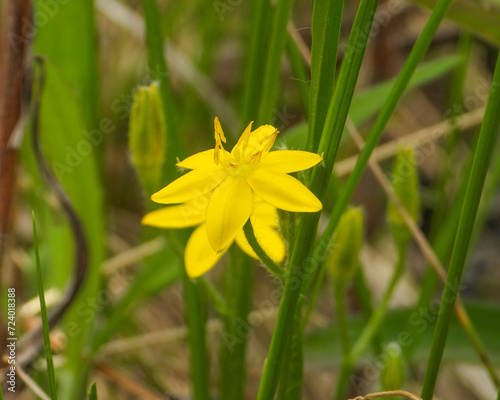 Hypoxis hirsuta (Yellow Star-grass) Native North American Wildflower photo