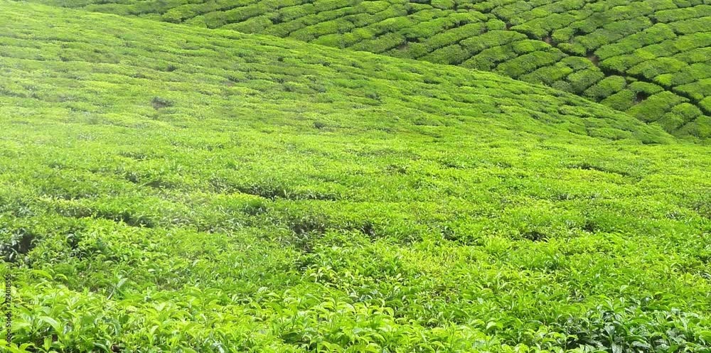 a vast expanse of tea plantations in a misty mountainous area a vast expanse of tea plantations in a misty mountainous area