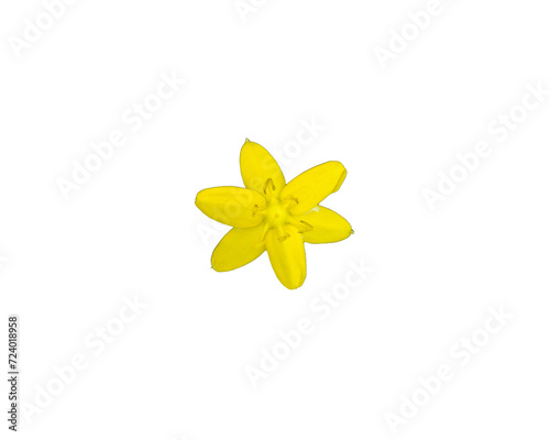 Hypoxis hirsuta (Yellow Star-grass) Native North American Wildflower Isolated on White Background