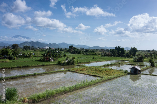 Aerial drone landscape of rice paddy fields located in the province of Karangasem in Eastern Bali Indonesia.