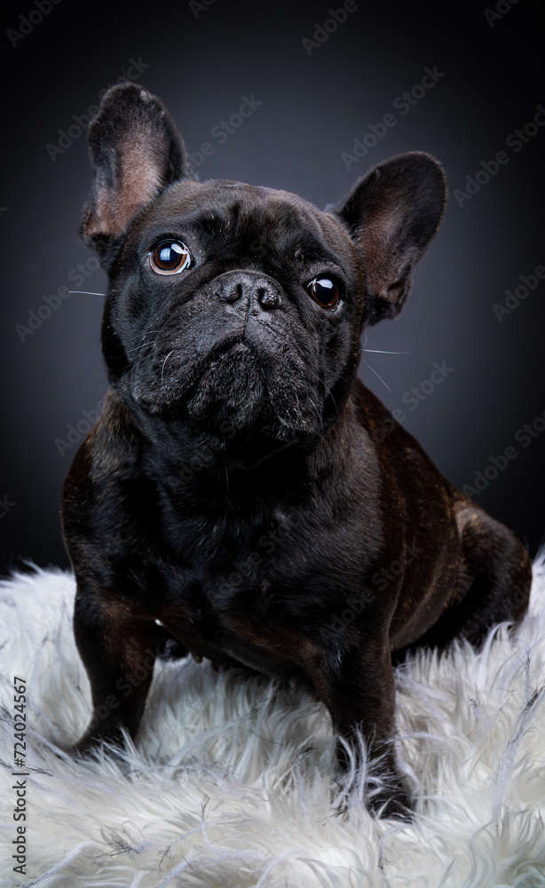 french bulldog puppy