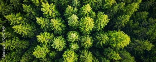 Vibrant Tree Canopy from Above, Sunlit Mixed Forest, Textured Green Foliage