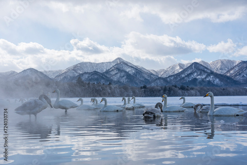 Swans in winter landscape