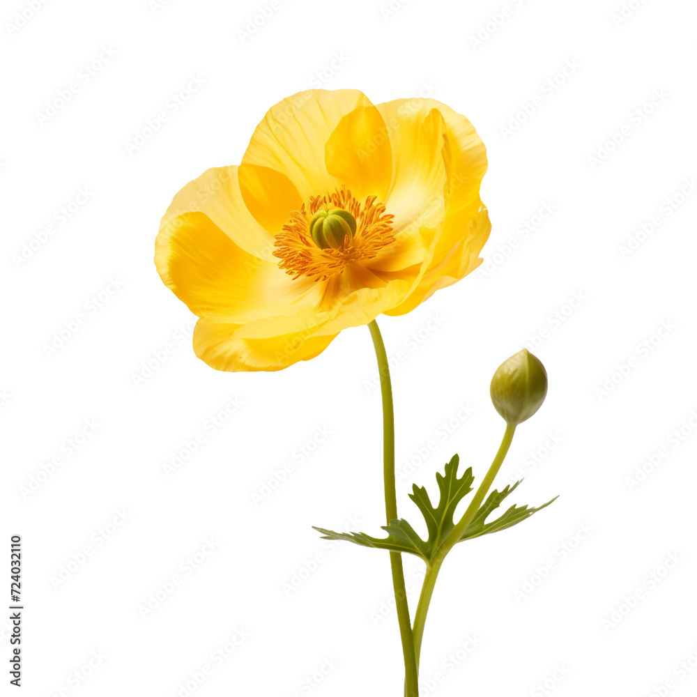 Buttercup flower isolated on transparent background Buttercup flower isolated on transparent background