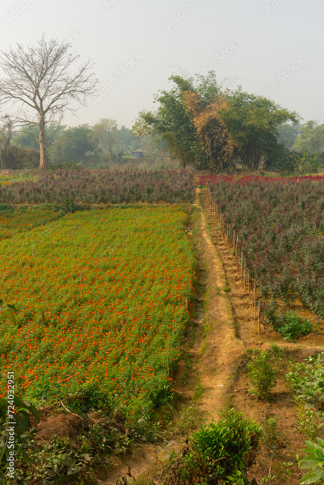 Vast field of orange marigold and other flowers at valley of flowers, Khirai, West Bengal, India. Flowers are harvested here for sale. Tagetes, herbaceous plants, family Asteraceae, blooming flowers . Vast field of orange marigold and other flowers at valley of flowers, Khirai, West Bengal, India. Flowers are harvested here for sale. Tagetes, herbaceous plants, family Asteraceae, blooming flowers .