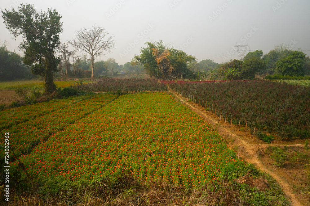Vast field of orange marigold flowers at valley of flowers, Khirai, West Bengal, India. Flowers are harvested here for sale. Tagetes, herbaceous plants, family Asteraceae, blooming orange marigold.