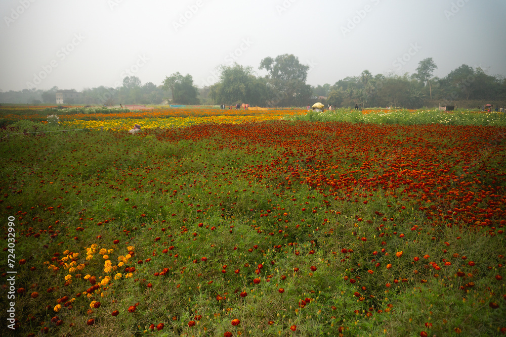 Vast field of red marigold flowers at valley of flowers, Khirai, West Bengal, India. Flowers are harvested here for sale. Tagetes, herbaceous plants, family Asteraceae, blooming yellow marigold.
