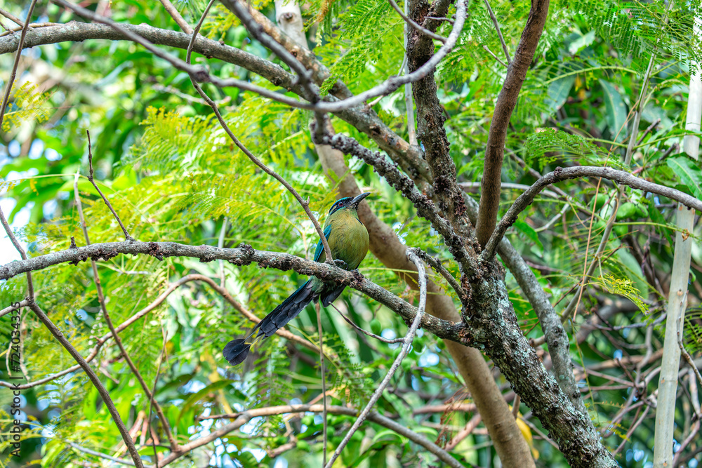 Turquoise-browed Motmot (Eumomota superciliosa) in San Salvador, El Salvador Turquoise-browed Motmot (Eumomota superciliosa) in San Salvador, El Salvador