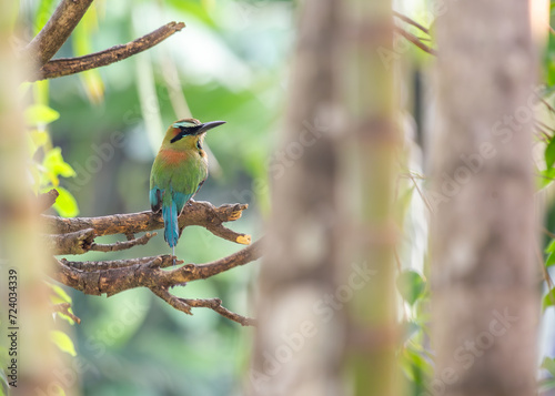 Turquoise-browed Motmot (Eumomota superciliosa) in San Salvador, El Salvador