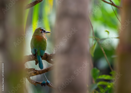 Turquoise-browed Motmot (Eumomota superciliosa) in San Salvador, El Salvador photo