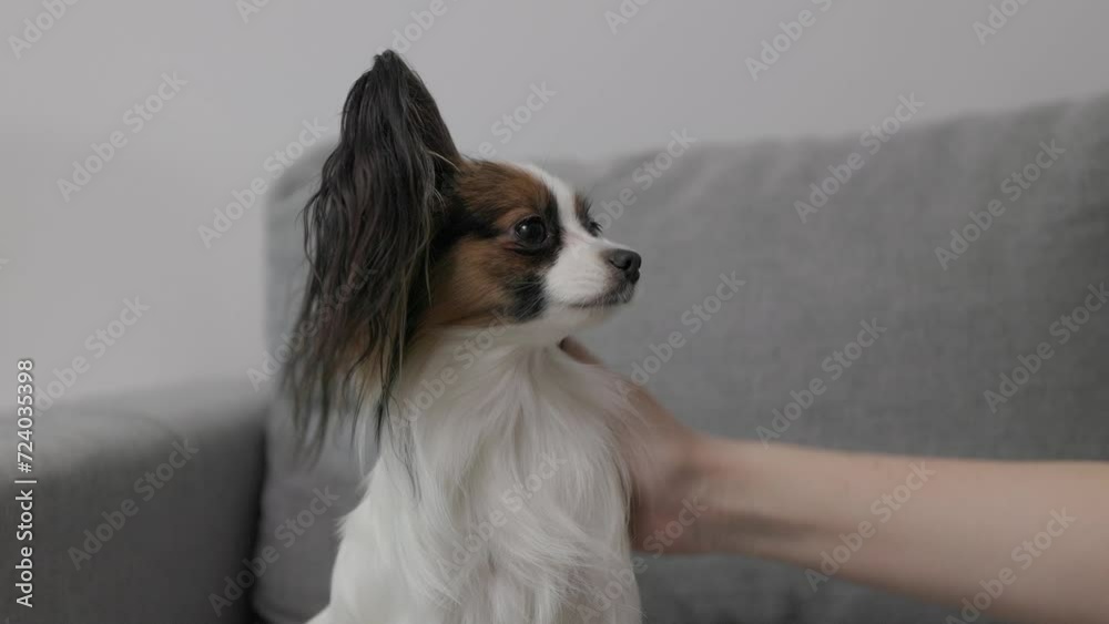 close up of woman stroking her cute papillon dog sitting on sofa close up of woman stroking her cute papillon dog sitting on sofa