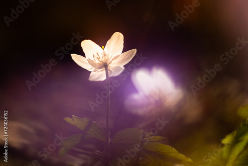Wood anemone